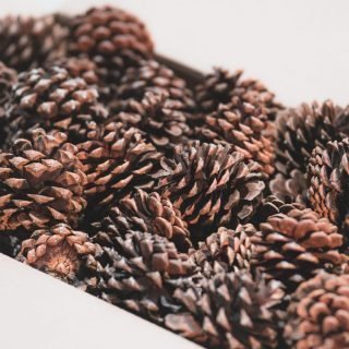 close up of scented pinecones