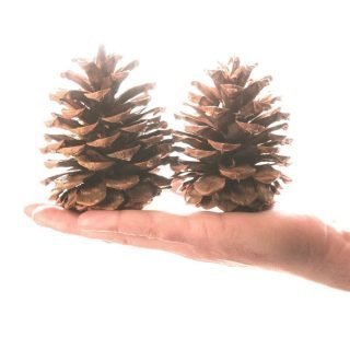 two ponderosa pinecones in hand
