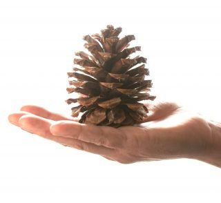 small pine cone