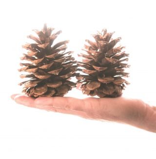 two cinnamon scented pine cones