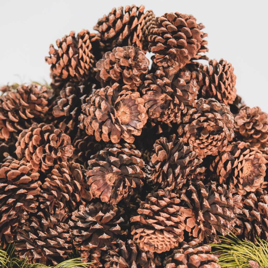 Cinnamon Scented Pine Cones for Sale Pine Cones Direct