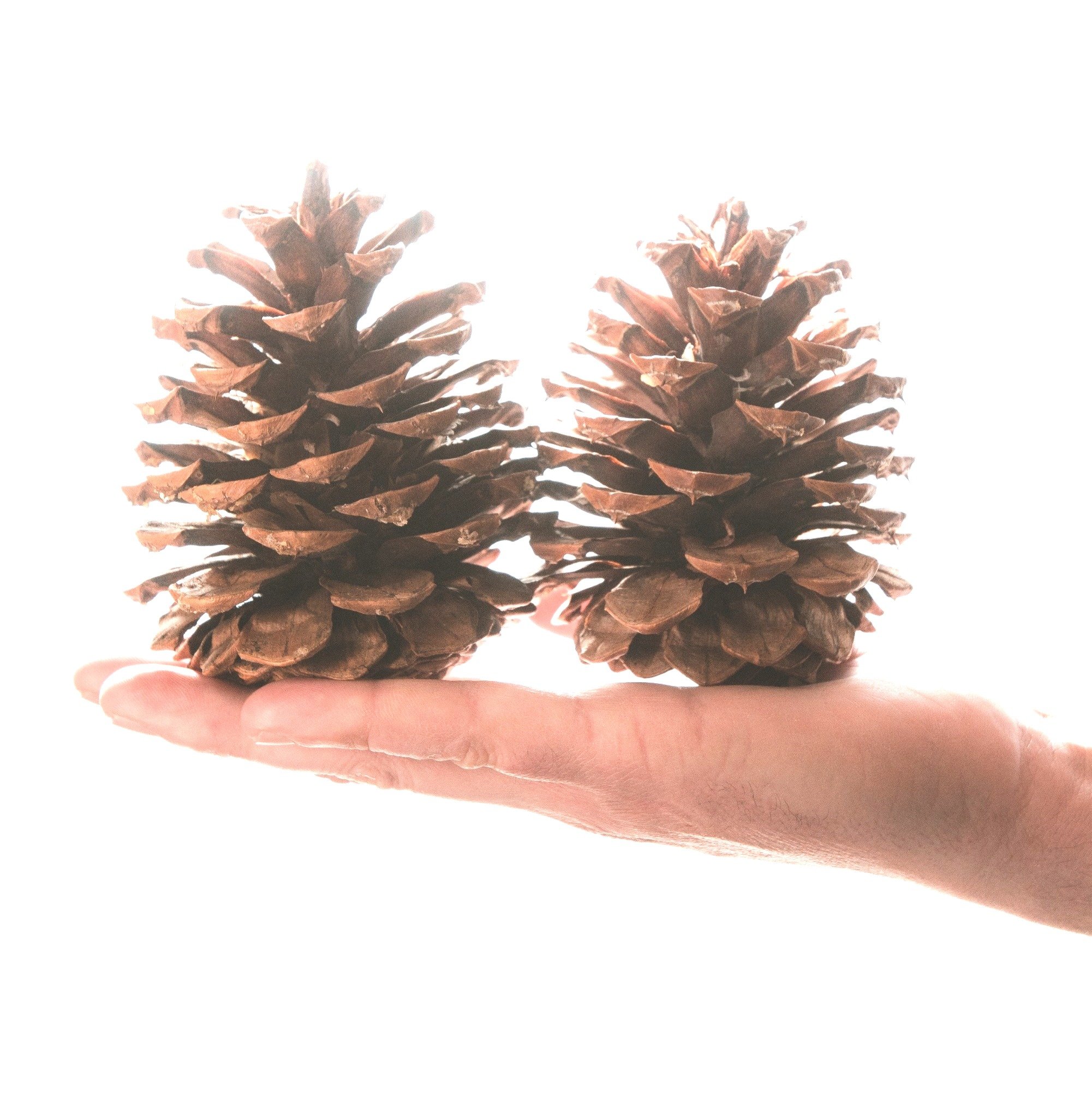 Bag of Pine Cones - Cinnamon - Pine Cones Direct