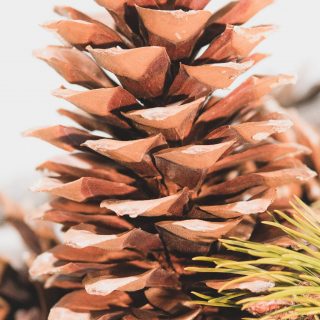 sugar pine cone high definition photo