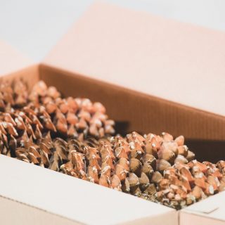 large box sugar pine cones