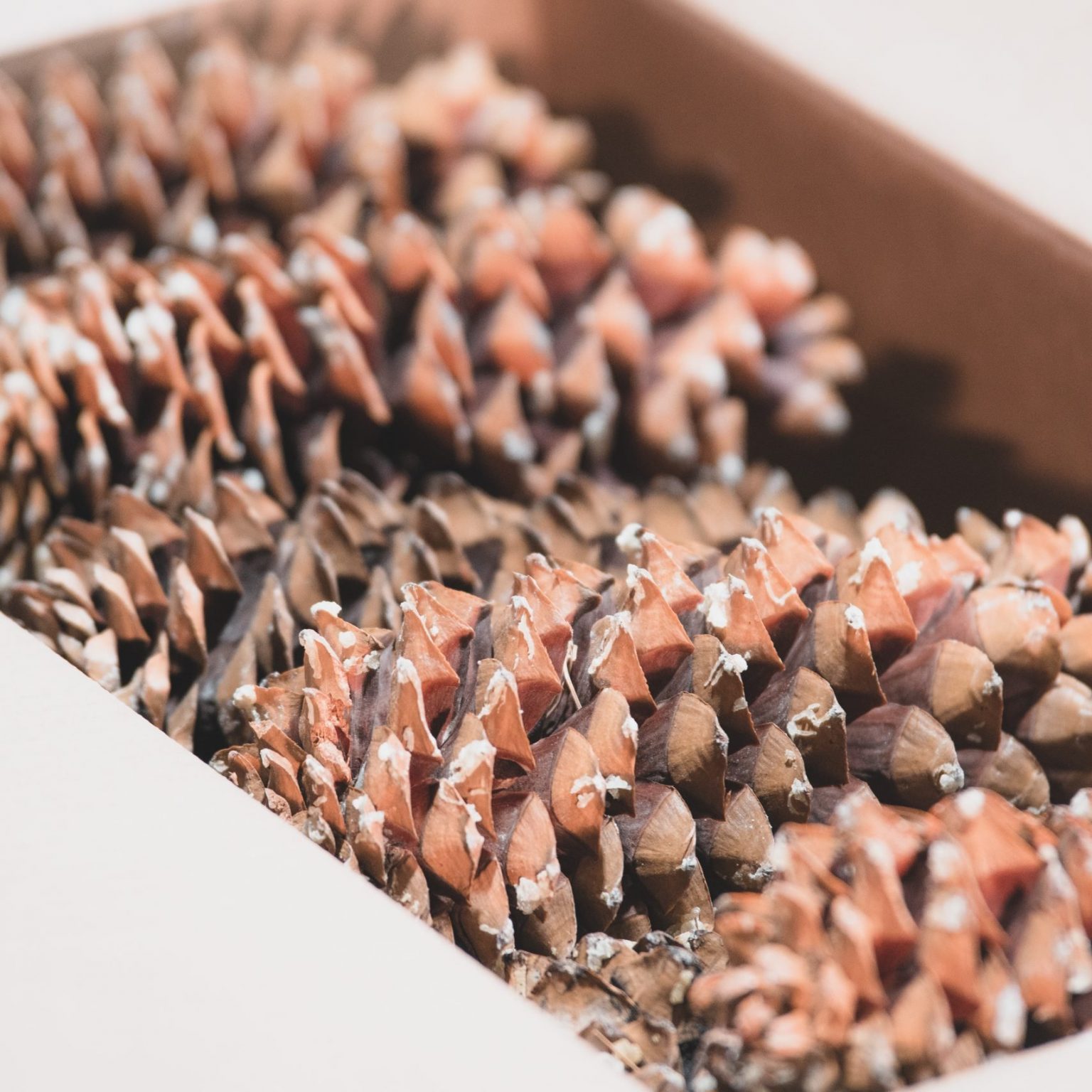 Buy Pine Cones in Bulk - Pine Cones Direct